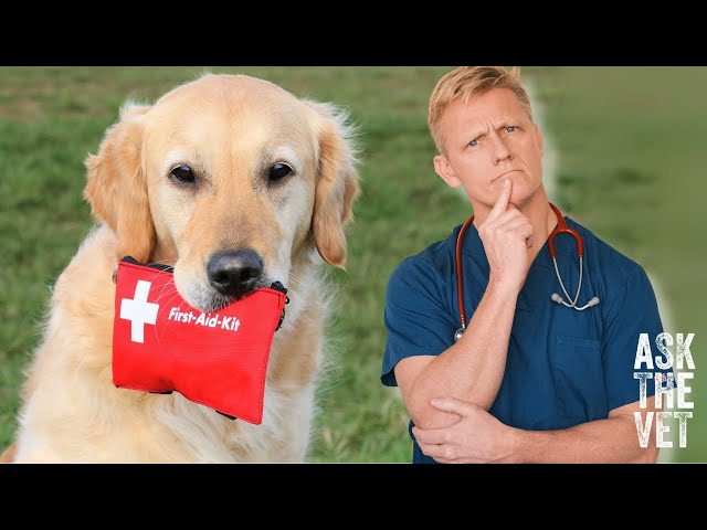 First aid kit for your dog?! Pet first aid tips for beginners! Part One | ASK THE VET with Dr Scott