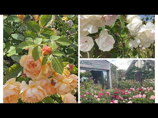 A Visit to David Austin Rose Garden  UK - just stunning | June 2024 @david_austin_roses