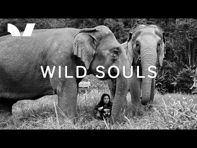 Wild Souls (VR Trailer)