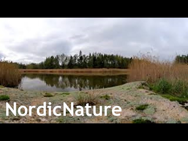 Small, calm lake 360, autumn feelings, Nordic nature.