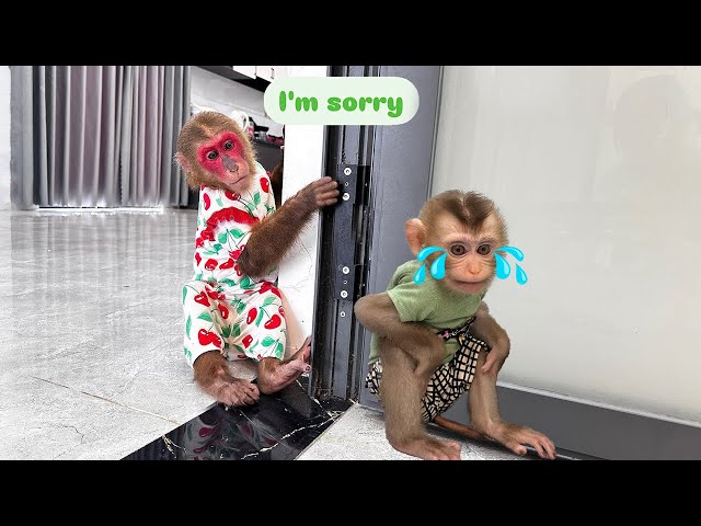 Full video | What terrible sins did Monkey Kobi commit to make baby monkey Mon so sad?