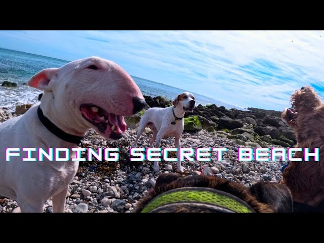 Pup Party on SECRET BEACH - Portland, Dorset - Virtual dog walk