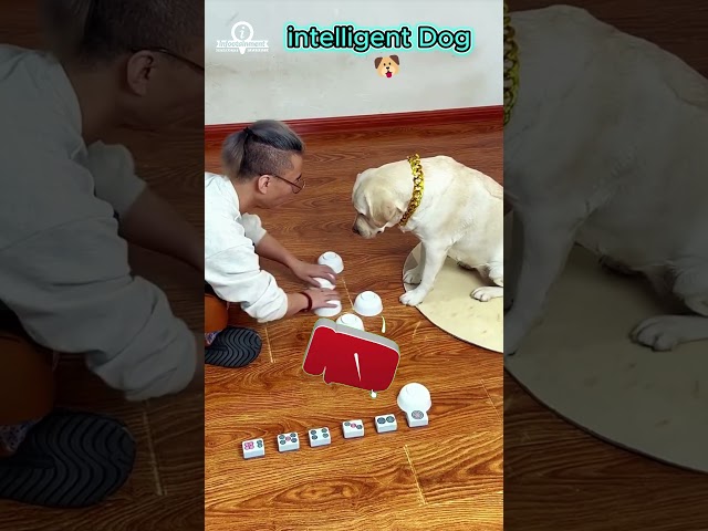 Intelligent Dog 🐶💖 #shorts #trending #viralvideo #animalshorts #cute