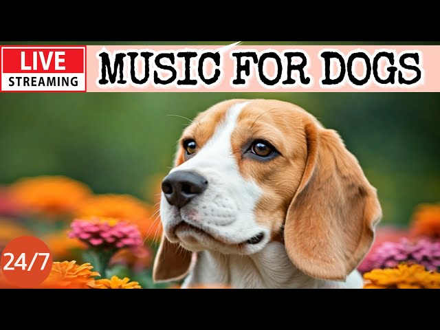 🔴[LIVE] Dog Music🎵Dog Calming Music🐶💖Deep Sleep Music For Dogs💖🦮Anti Separation Anxiety Relief🔴19