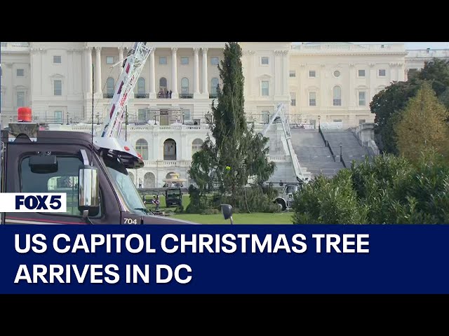 Arrival of the 2023 US Capitol Christmas Tree!