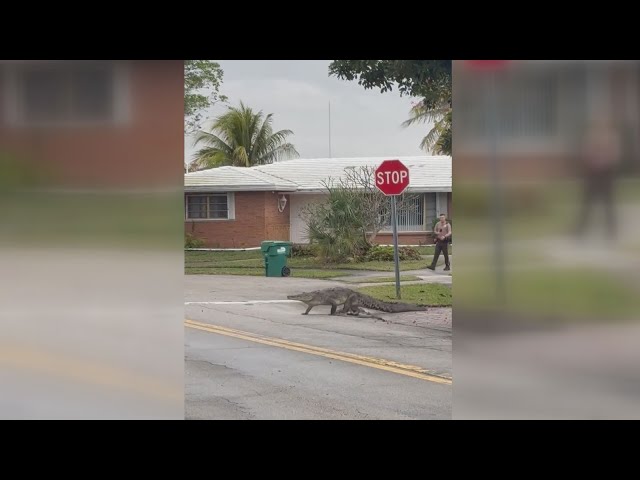 Massive crocodile crosses South Florida roadway