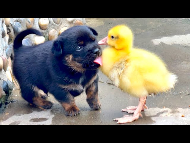 Shocking! A Goose 🪿 Takes Care of an Orphaned Puppy 🐶, and the Puppy Falls in Love with the Goose 👍