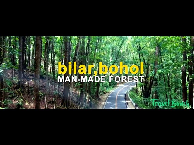 DRONE / AERIAL SHOT at Man-made Forest, Bilar, Bohol, PHILIPPINES