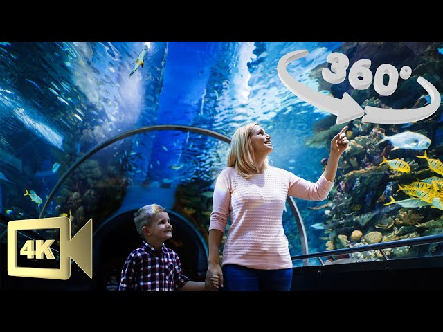 VR 360°| Inside Oceanografic in Valencia, Spain.