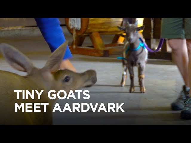 Tiny Goats Visit Aardvark