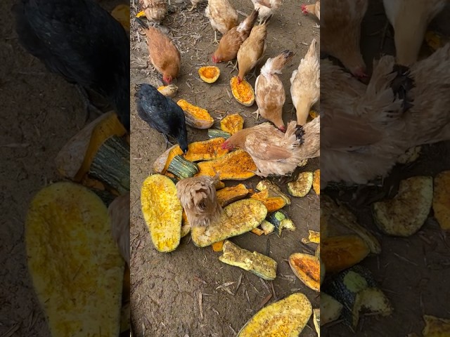 Raising organic chickens with pumpkin to help them lay lots of delicious eggs #chickenfarming