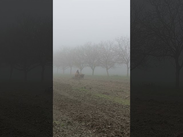 Oxen in Fog #cow #iskcon #varnasrama #cowprotection