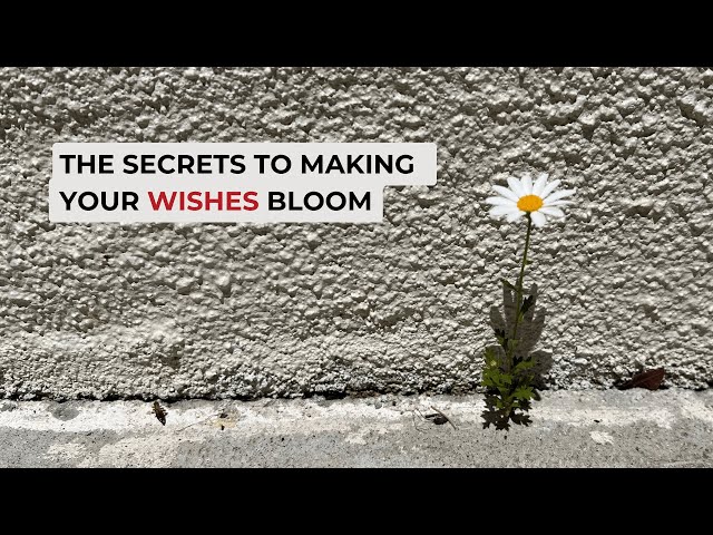 The Secrets to Making Your Wishes Bloom: Transforming Dreams into Reality