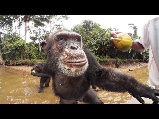 Chimpanzees 360º | Liberia, Africa—VR video