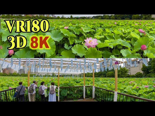 [ 8K 3D VR180 ]  東京 上野公園 不忍池のハスの花 Lotus flowers at Shinobazu Pond in Ueno Park,Tokyo,Japan