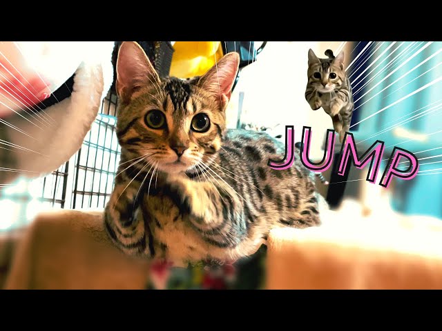 Short-legged Kitten of Genetta Jumping【Munchkin x Bengal】