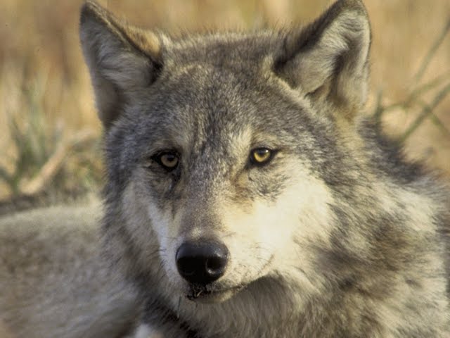 USDA Wildlife Services Releases Report On Wolf Management