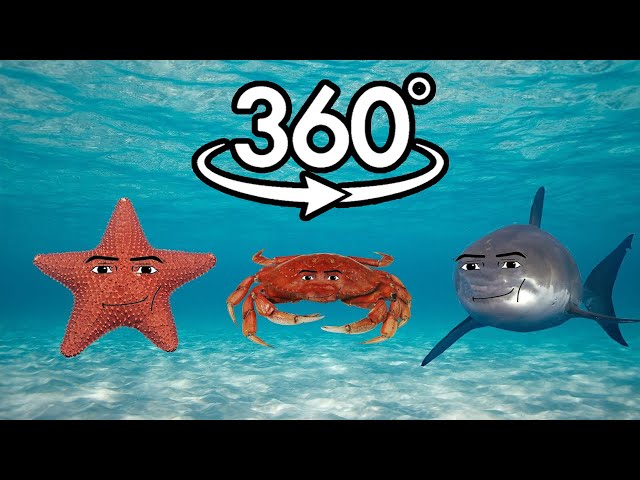 360° VR Oceanic gegagedigedagedago part 1🌊🎶