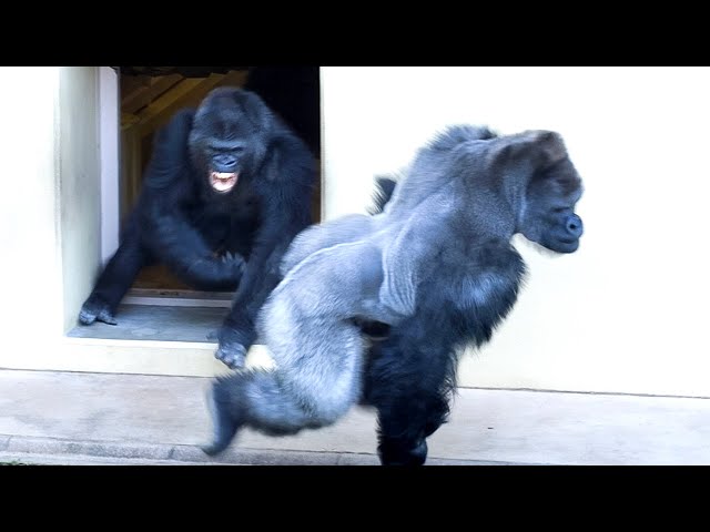 Angry Female Gorilla Screaming | The Shabani's Group