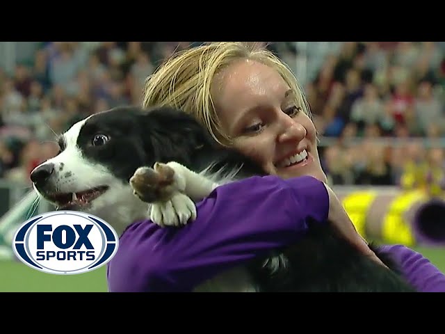 P!nk the border collie wins back-to-back titles at the 2019 WKC Masters Agility | FOX SPORTS