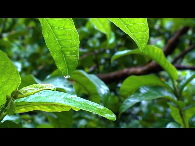 Rain Sound for Sleeping, Relaxing, and Study, No Thunder.