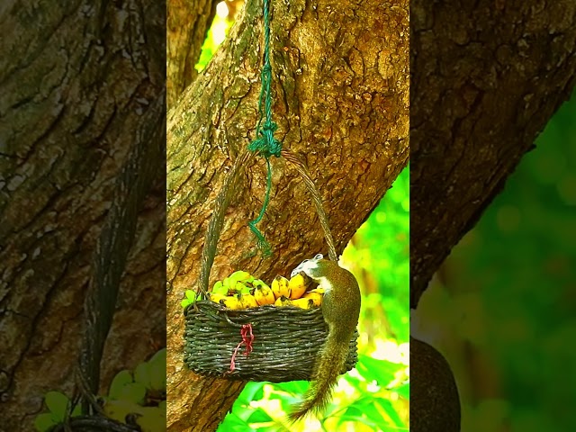 I Spent 30 Days Watching Squirrels Eat Fruit from Baskets and Here's What Happened