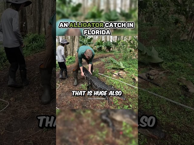 Caught a massive alligator in Florida.