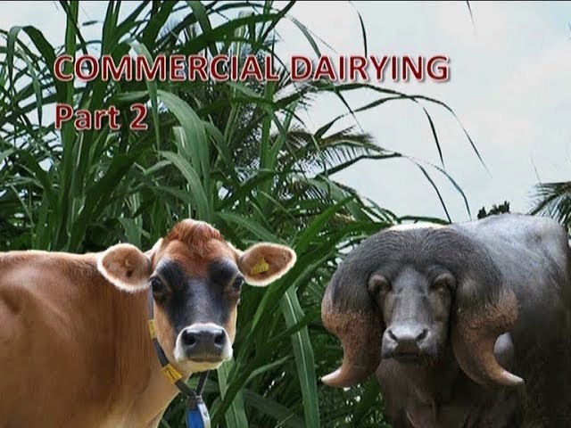 Commercial Dairying Part 2 (Revised)