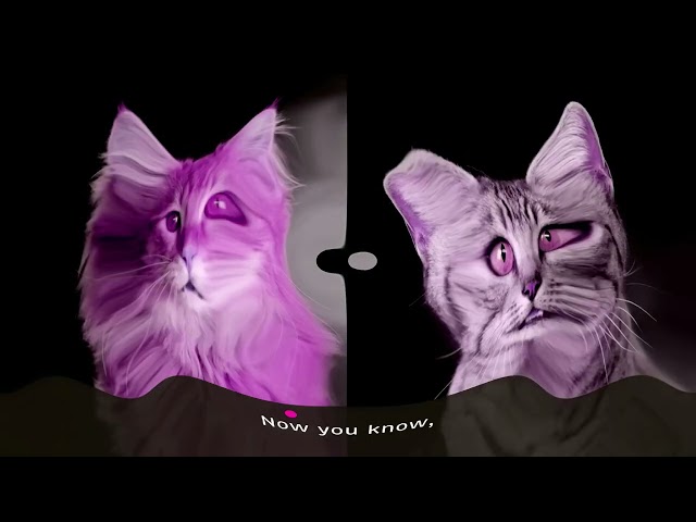 Preview 2 Meow Mix Commercial