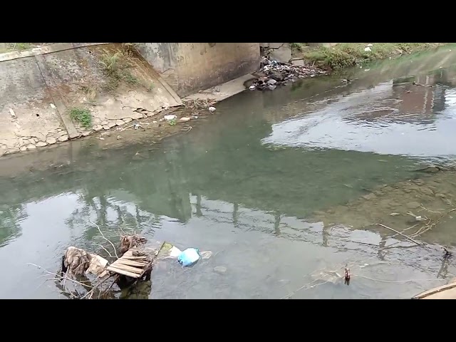 Banyak ikannya ❗Cek spot mancing wader di bawah jembatan banyak ikan bermain