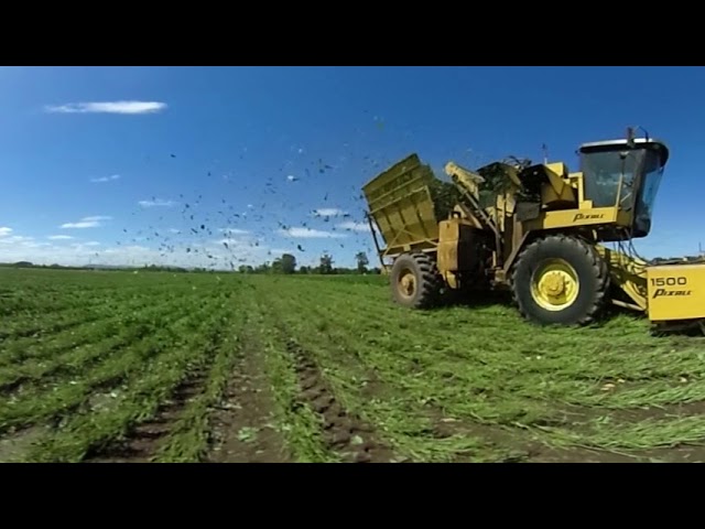 ExplOregon Agriculture - Green Bean Harvest