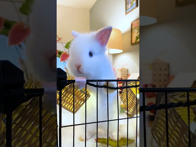 Send this to someone you love ❤️ #funnyvideo #cutebabyfunny #bunnys#love #cute