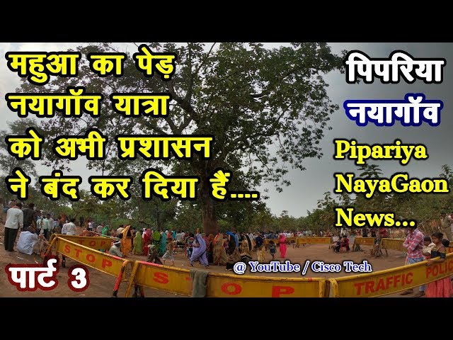 महुआ के पेड़ नायगांव यात्रा प्रशासन ने अभी बंद कर दी हैं महुआ स्थल Nayagaon Pipariya News Mahua