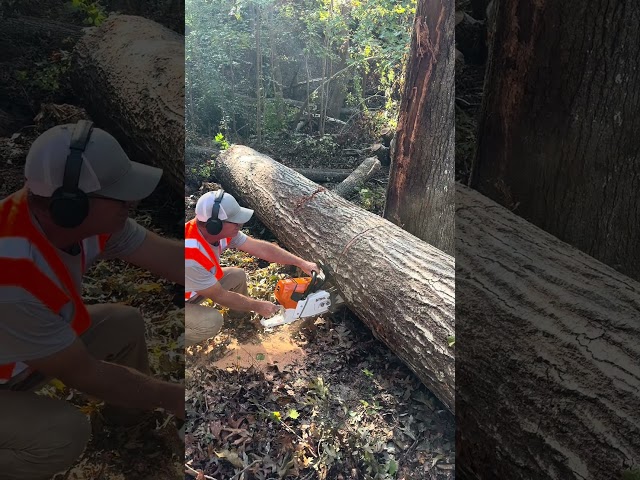 Chainsaw VS 💯 Year Old White Oak