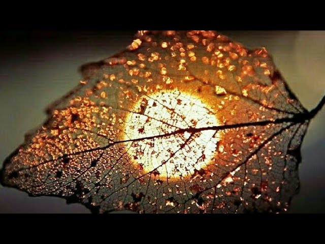 Beautiful Flower / Nature Whatsapp Status Video 💕💕