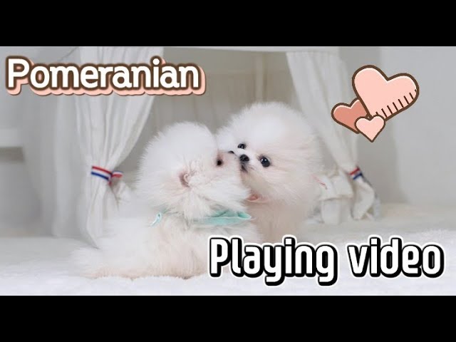 Teacup puppies White pomeranian puppy playing video - KimsKennelUS