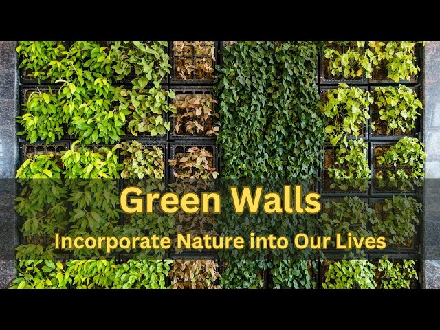 Green Walls: A Beautiful and Innovative Way to Incorporate Nature into Our Lives