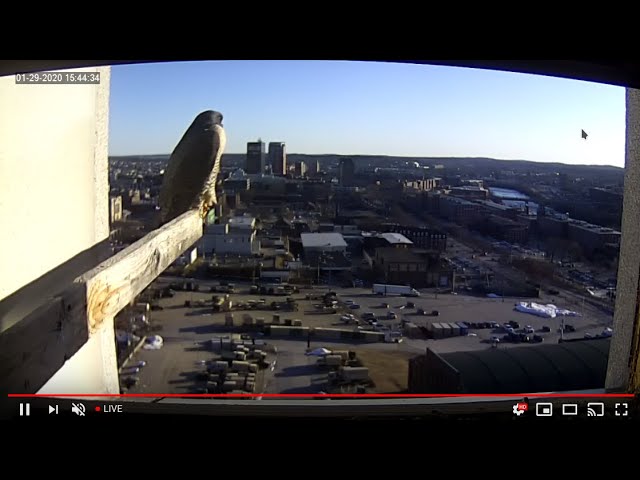 Peregrine Networks Live Peregrine Falcon Feed3 (Manchester, NH, USA)