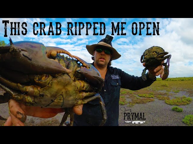 Catching TWO HUGE MUD CRABS by hand