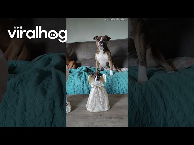 Homemade Angel Sculptures Made In Pups Likeness || ViralHog