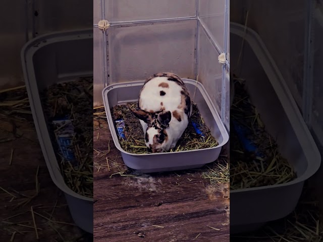 Experiencing Pure Bliss With Asher The Bunny's Ultimate Hay Munching ASMR