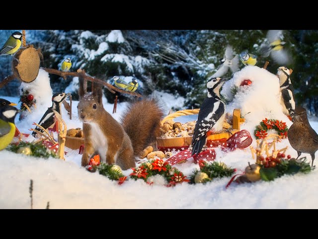 Cat TV for Cats to Watch😽 Christmas with Forest Friends🎄 10 hours Cat & Dog TV 😽🐶  4K HDR