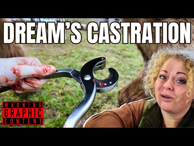 Horse Castration & Why Its Necessary: Veterinary Procedure