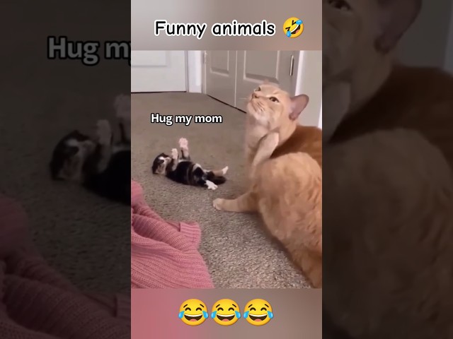 Dogs and cats viral videos 🤣 #shorts #funny #pets #cat #dogs #animals #dog #cats #funniestvideo