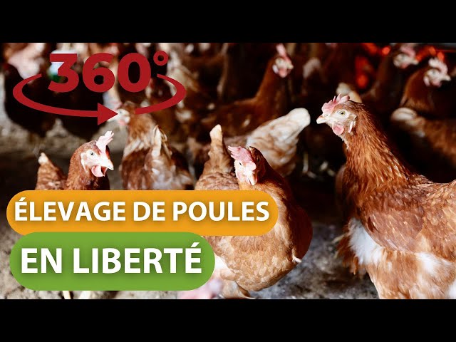 360 Élevage de poules en liberté