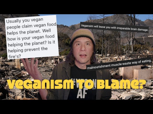 Vegans Responsible for the LA Fires? Responding To Stupid Hater Comments