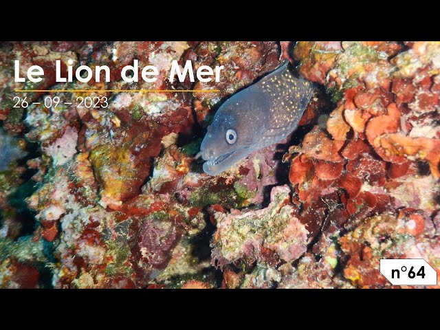 Le Lion de mer (n°64)