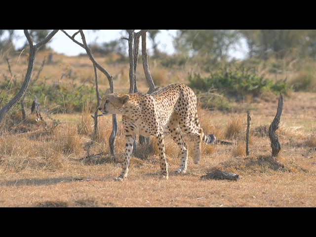 Cheetah is investigating the situation in Masai Mara, Kenya, 4K HDR.