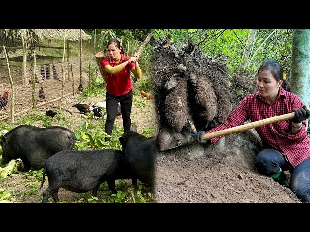 2 Years Living in the Forest - Harvesting wild potatoes, vegetables, green onions to sell