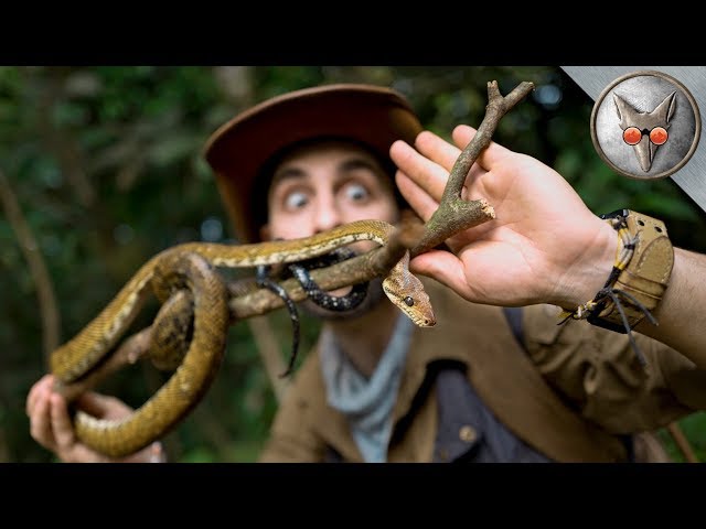 Bitten by a SNAKE! - in VR180